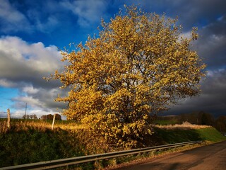 autumn landscape with road