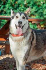 Perro husky en el parque en otoño