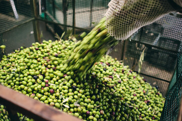 Unrecognizable worker in gloves pouring raw green olives in container for storage in warehouse of factory