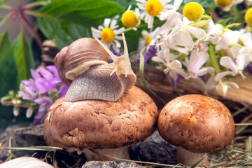 grape snail is actively crawling in nature. mollusc and invertebrate. delicacy meat and gourmet food.