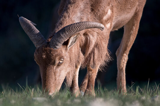 Wild sheep with brown fur and curved horns ranging in bushes