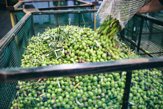 Unrecognizable worker in gloves pouring raw green olives in container for storage in warehouse of factory