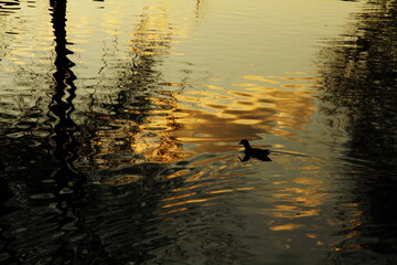 reflection of the sun