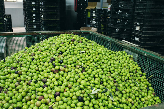 Rusty containers filled with fresh raw olives and placed in industrial facility of factory