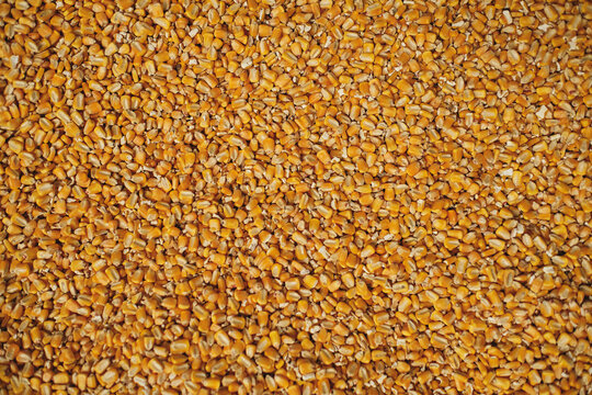 Top view of full frame background of pile of dry corn seeds stored in warehouse at factory