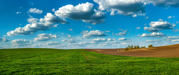 grren wheat field near plowed land at spring, beautiful blue sky with clouds