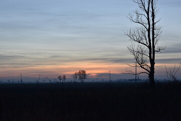 Fototapeta premium sunset in the forest