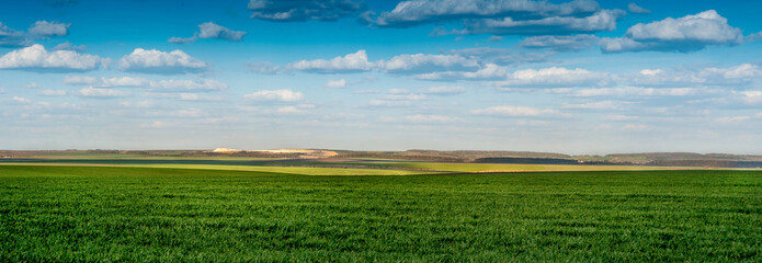 Fototapeta premium panoramic view of green field of winter wheat and lines of fields in the distance, beautiful blue sky with clouds