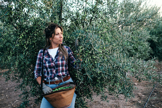 Female farm worker in checkered shirt and gloves picking ripe green olives from tree branches during harvesting season in countryside