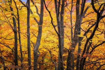 Autumn beech forest. Mountain range Demerdzhi, the Republic of Crimea
