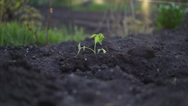 Tomato plant. Young tomato plants in the evening. Plant tomato at sunset.