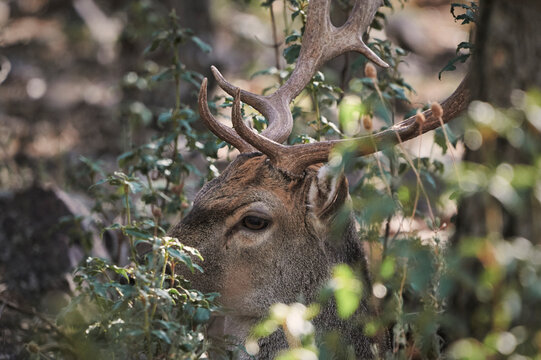 SiIde view of wild fallow deer with horns walking in forest with shrubs and trees on sunny day