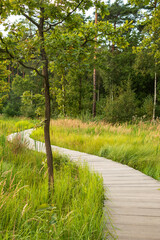 Forest groomed paths in the summer forest of the Meshchersky park. Moscow.