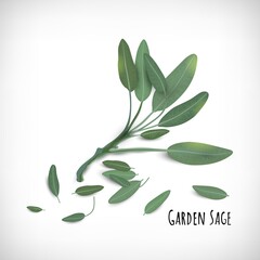 Garden Sage plant and leaves isolated. Spices herbs concept. Lettering Garden Sage on vignette background. Vector illustration.