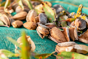 From above heap of nuts in shell with sprigs of almond tree on net on ground