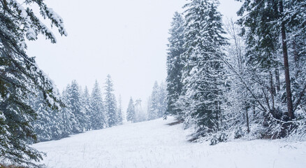 snow covered trees