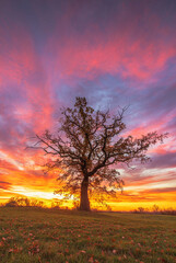 Naklejka na ściany i meble Tree in beautiful and colorful sunrise