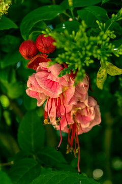 Bella flor de Chilco o Pendiente de reina (Fuchsia hybrida) creciendo libre, en su epoca de floración máxima.