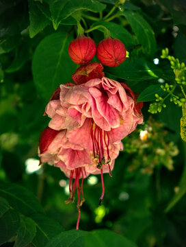 Bella flor de Chilco o Pendiente de reina (Fuchsia hybrida) creciendo libre, en su epoca de floración máxima.