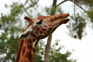 Girafes