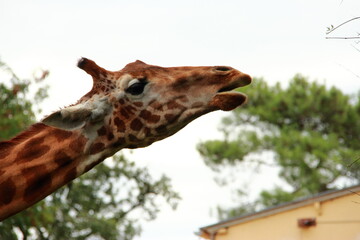 Girafes