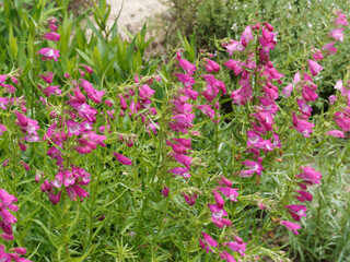Penstemon Rose Quartz 'Novapenros' (Penstemon hybrida). Bright pink Tubular flowers with white throat and green foliage
