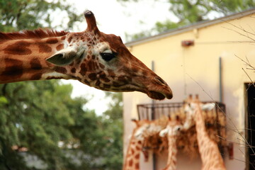 Girafes