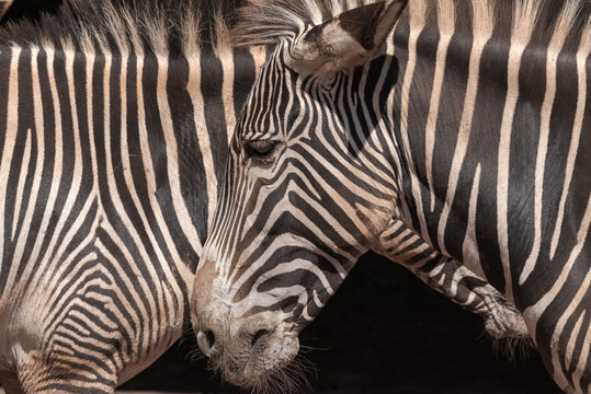 Closeup of muzzle of cute wild zebra with striped fur standing in nature