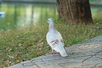 Close-Up a dove birds standing on the walk way beside a pond of the park.