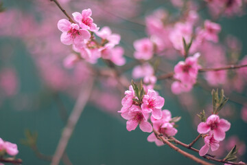 Flowering of the cherry tree. Spring background of blooming flowers. White and pink flowers. Beautiful nature scene with a flowering tree. Spring flowers