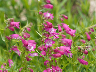 (Penstemon hybrida) Penstemon Rose Quartz 'Novapenros' or Rose Beard tongue. Beautiful spikes of rose tubular flowers, white throats, pink stripes rising above foliage