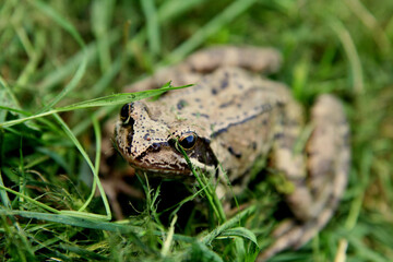 frog on the grass