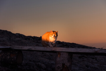 Cute ginger cat in the rays of the dawn sun in the mountains. Republic of Crimea.