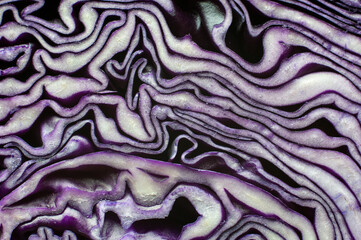 Obraz premium close up of a cut red cabbage