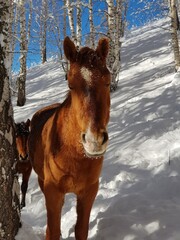 Horse in the winter forest