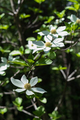 Dogwood blossoms, close-up