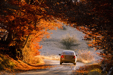 The car drives through a beautiful arch of autumn trees.. Republic of Crimea