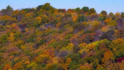 Autumn Trees Fall Color