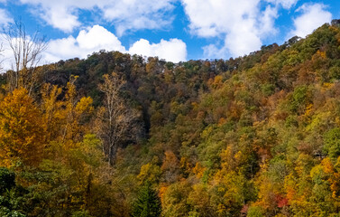 Autumn Trees Fall Color
