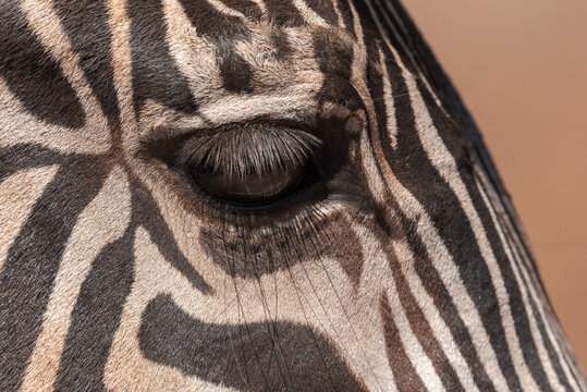 Closeup of muzzle of cute wild zebra with striped fur standing in nature