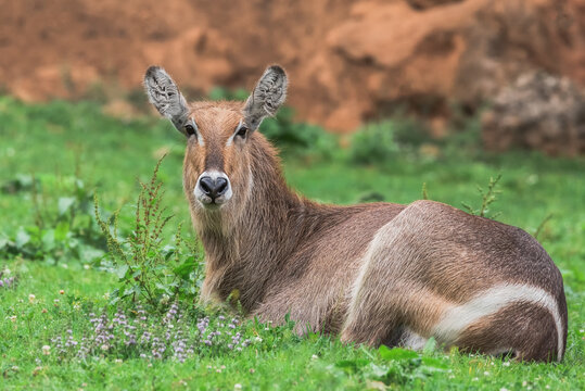 Wild young eland antelope or Taurotragus oryx without horns lying on green grass in nature