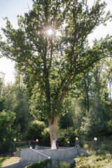 Beautiful bride with her handsome groom walking outside on theri wedding day. Happy newlyweds in front of big tree