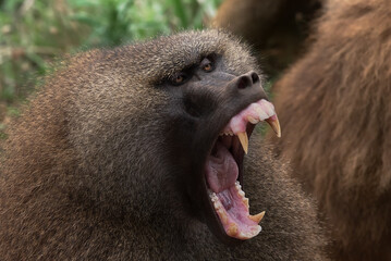 Baboon with fluffy muzzle roaring with opened mouth with sharp fangs in woods