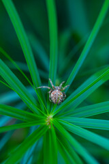 Spider in Liendo Valley. Cantabria, Spain, Europe