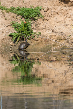 Wild Florida gopher tortoise or Gopherus polyphemus crawling on sandy shore of pond in nature