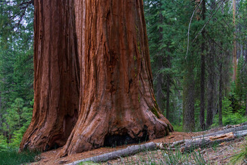 Sequoia tree trunk in Mariposa Grove, Yosemite, California  © Martina