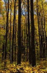 Fototapeta premium Tall Trees Fall Color Shenandoah National Park
