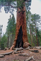 Sequoia tree trunk in Mariposa Grove, Yosemite, California
