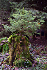 In a forest a small spruce grows from an old stump that is overgrown with moss in portrait format