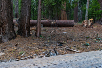 Squirrel sitting on forest floor behind log